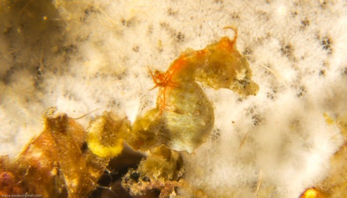Pontohi Pygmy Seahorse